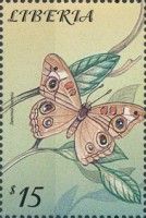 Common Buckeye (Junonia coenia)