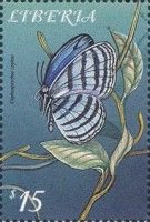 Cephus Blue Ringlet (Cepheuptychia cephus)