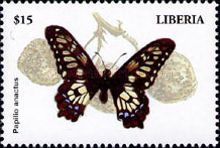 Dainty Swallowtail (Papilio anactus)