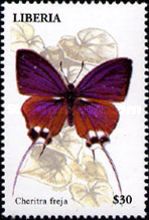 Common Imperial (Cheritra freja)