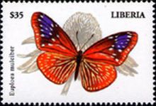 Striped Blue Crow (Euploea mulciber)
