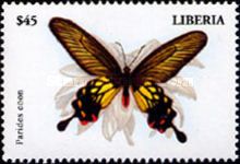 Common Clubtail (Parides coon)