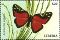 Symmachia menetas
