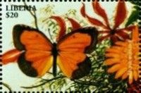 Sleepy Orange (Abaeis nicippe)