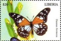 Forest Monarch (Tirumala formosa)