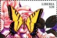 Two-Tailed Swallowtail (Papilio multicaudata)