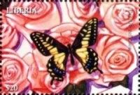 Anise Swallowtail (Papilio zelicaon)