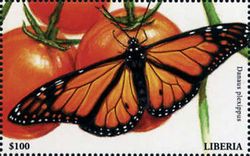 Monarch (Danaus plexippus)