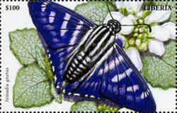 Jemadia gnetus