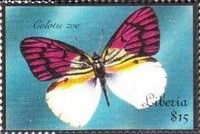 Colotis zoe
