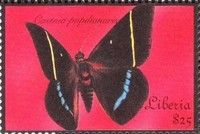 Castnia papilionaris