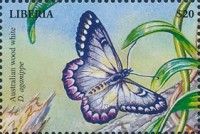 Red-Spotted Jezebel (Delias aganippe)