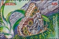 Deidamia Morpho (Morpho deidamia neoptolemus)