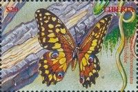 Madagascan Emperor Swallowtail (Papilio morondavana)