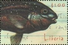 Threadfin Cichlid (Petrochromis trewavasae)