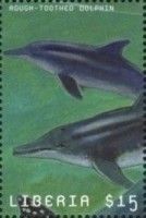 Rough-Toothed Dolphin (Steno bredanensis)