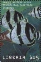 Black-Banded Bat (Chaetodon Striatus)