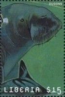 Dugong (Dugong Dugon)