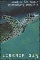 Eretmochelys imbricata