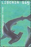 Sphyrna zygaena