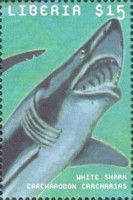 Carcharodon carcharias