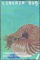 Allonautillus scrobiculatus