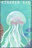 Melibe leonina