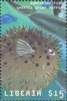 Diodon hystrix
