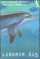 Tursiops truncatus