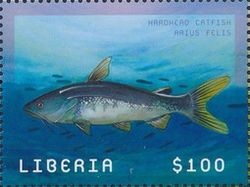 Hardhead Catfish (Arius felis)