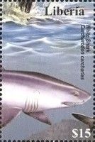 White Shark (Carcharodon carcharias)