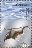 Manta Ray (Manta birostris)