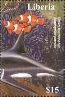 Amphiprion percula and Isurus paucus