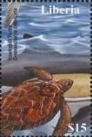 Hawksbill Turtle (Eretmochelys imbricata)