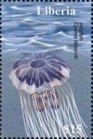 Jellyfish (Cyanea lamarcki)