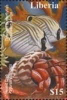 Chaetodon auriga and Pagurus pollicaris