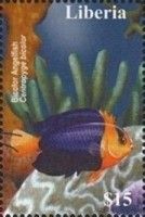 Bicolor Angelfish (Centropyge bicolor)