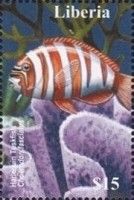 Harlequin Tuskfish (Chaetodon fasciatus)