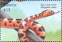 Egg-Eating Snake (Dasypeltis scabra)