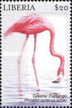 Greater Flamingo (Phoenicopterus ruber)