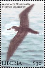 Audubon's Shearwater (Puffinus lherminieri)