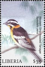 Western Strip-Headed Tanager (Spindalis zena)