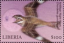Antillean Night-Hawk (Chordeiles gundlachii)