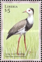 Long-Toed Lapwing (Vanellus crassirostris)