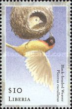 Black-Headed Weaver (Ploceus cucullatus)