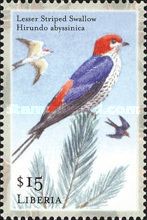 Lesser Striped Swallow (Hirundo abyssinica)