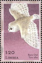 Barn Owl (Tyto alba)