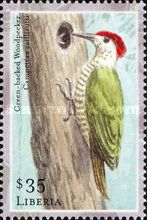 Green-Backed Woodpecker (Campethera cailliautii)