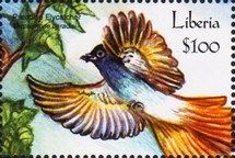 Blyth's Paradise Flycatcher (Terpsiphone affinis)