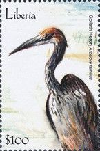 Goliath Heron ( Ardea goliath)